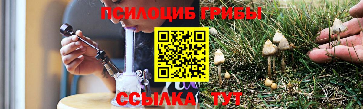 Псилоцибиновые грибы Psilocybe Брянск